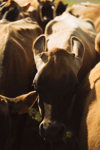 Vaches jersiaises